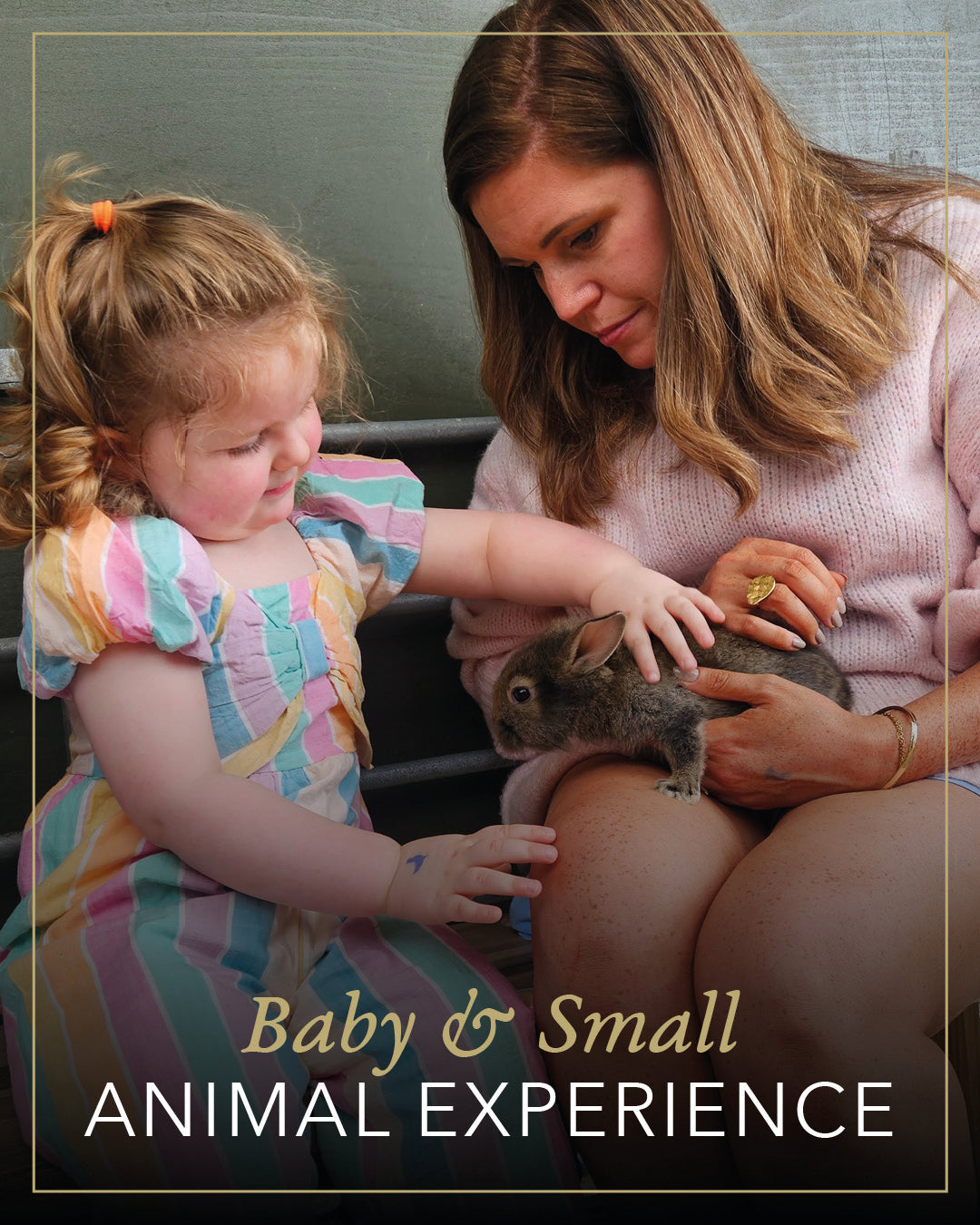 Small animal Experience
