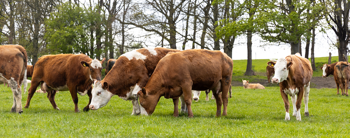 About our farm