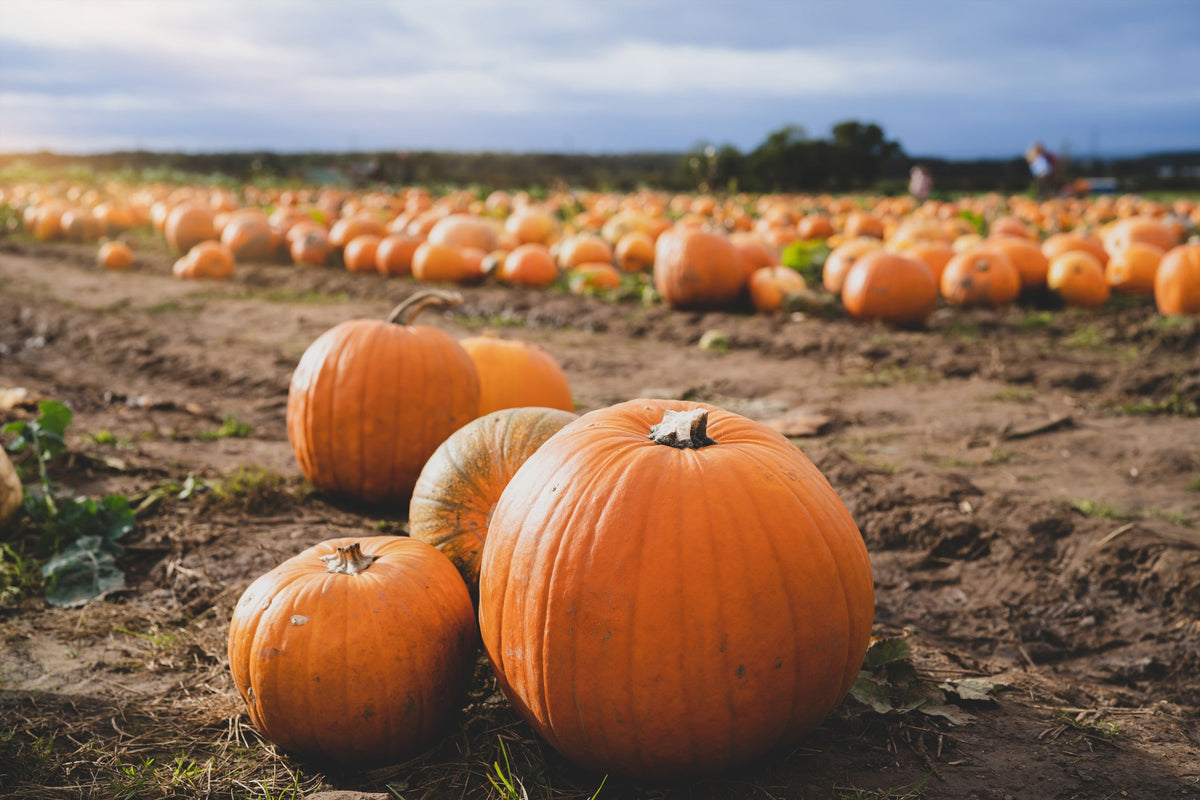 Pick Your Own Pumpkins